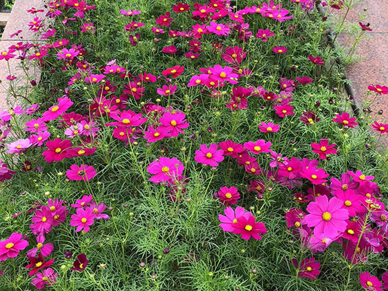 漳州仿真植物|设计小区绿化